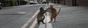 cat-fight